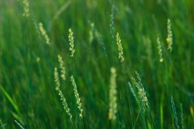 çim ve gün batımı