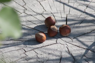 Bir güdük üzerinde fındık