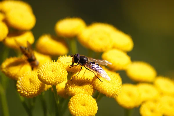 Sarı çiçekli yaban arısı. — Stok fotoğraf