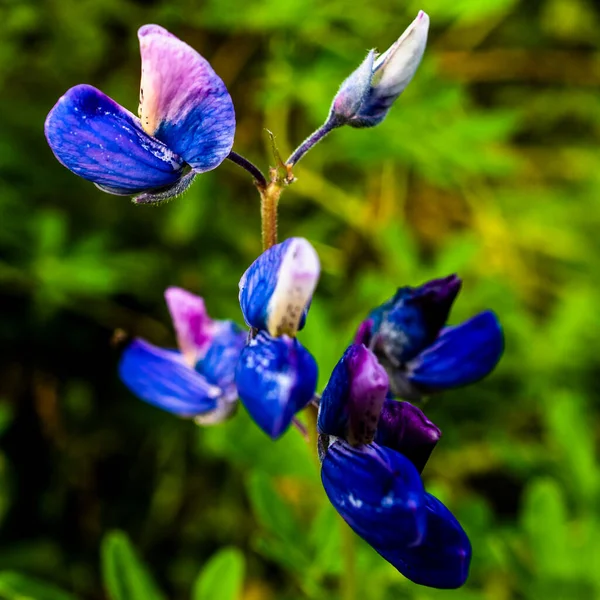 Zbliżenie Fioletowych Płatków Kwiatów Lupinus Pilosus Akranes Islandia — Zdjęcie stockowe