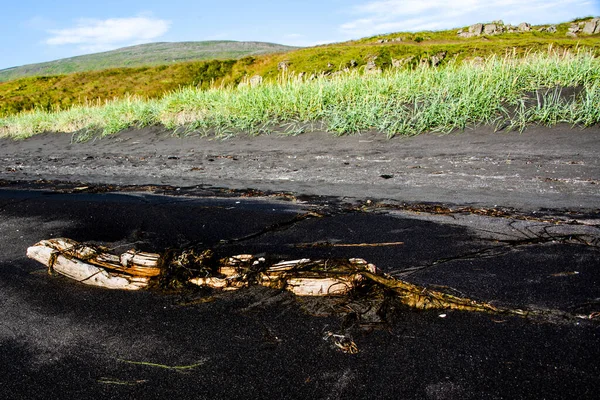 Бревно Унесенное Океаном Черный Исландский Пляж Севере — стоковое фото