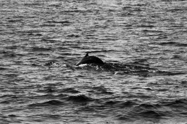 Balina Kuzey İzlanda 'daki Skjalfandi Koyu' nda Husavik Limanı 'nda