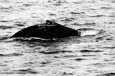 Balina Kuzey İzlanda 'daki Skjalfandi Koyu' nda Husavik Limanı 'nda