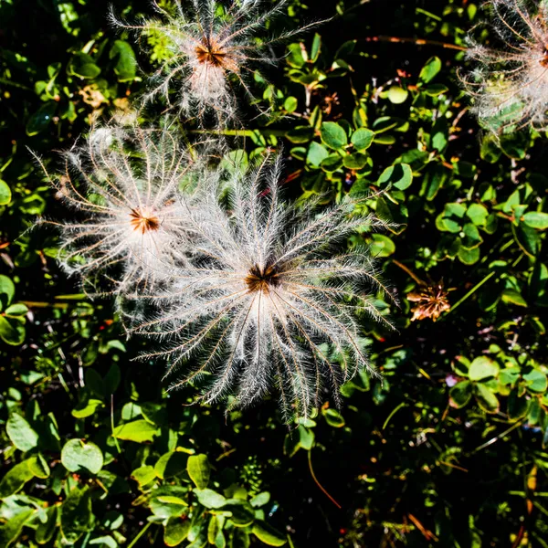 Close Geum Montanum North Iceland — Stock Photo, Image