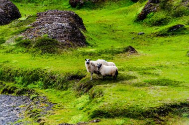 Borgarfiordur Eystri yakınlarındaki bir fırtınada dev kayalar, eğimli ve pürüzlü dağlarla çevrili çayırlardan ve göllerden oluşan bir vaha, muhtemelen son Buzul Çağı 'nın sonunda buzulların geri çekilmesiyle terk edilmiş çok büyük kaya yığınlarıyla çevrili.