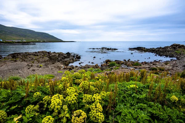 Fiordo Islandés Entre Montañas Cubiertas Océano Borgarfjordur Eystri Islandia Oriental — Foto de Stock