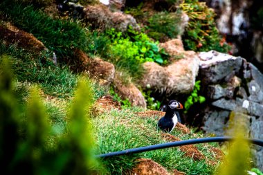 image of a puffin on the overgrown cliff of Borgarfjordur Eystri harbor in eastern iceland