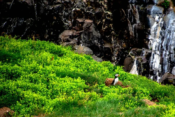 Image Puffin Overgrown Cliff Borgarfjordur Eystri Harbor Eastern Iceland — Zdjęcie stockowe