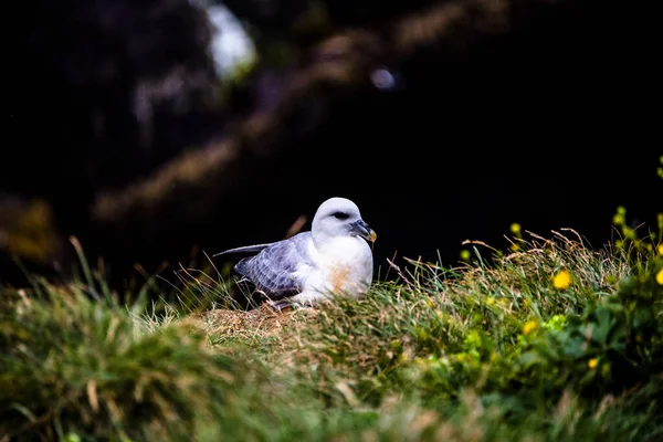 Image Seagull Overgrown Cliff Borgarfjordur Eystri Harbor Eastern Iceland — стокове фото