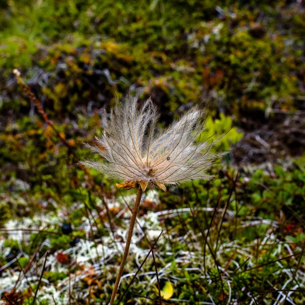 Close Dryas Octopetala Mountains Borgarfjordur Eystri Eastern Iceland — Zdjęcie stockowe