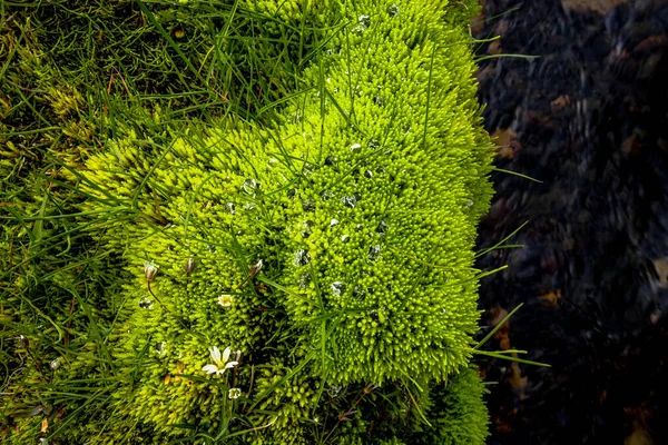 Moss Dew Drops Mountains Borgarfjordur Eystri Eastern Iceland — стокове фото