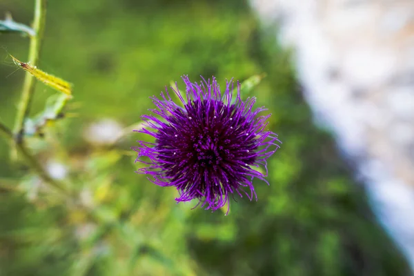 Close Flor Cardo Montanha Roxo Com Fundo Indefinido — Fotografia de Stock