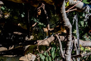 Soave Verona İtalya 'da eski bir kır evinin penceresinin dalları arasında küçük kırmızı ve gri bir kedi