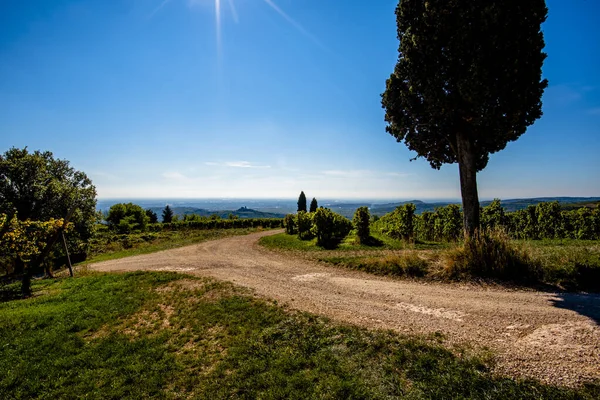 Olivenbäume Und Weinberge Umgeben Die Ländlichen Hügel Von Soave Mit — Stockfoto