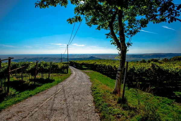 Estrada Paralelepípedos Com Árvore Entre Fileiras Vinhas Nas Colinas Soave — Fotografia de Stock