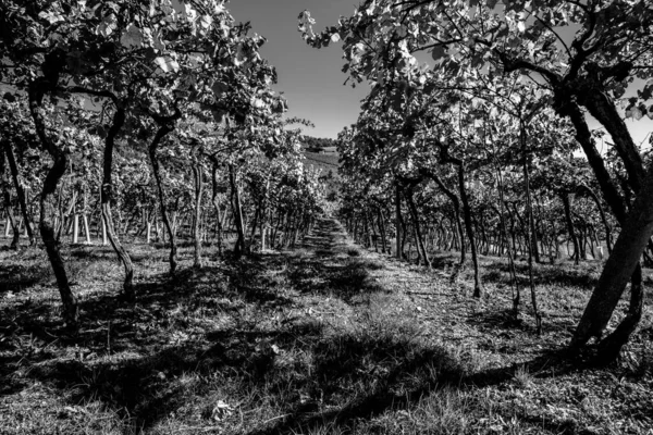 Rzędy Winnic Wzgórzach Soave Słońcem Tle Weronie Włochy — Zdjęcie stockowe
