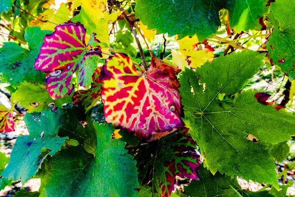 Zbliżenie Czerwony Żółty Zielony Kolorowy Liść Winorośli — Zdjęcie stockowe