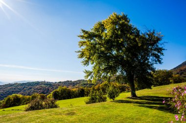 Bosco di Tretto Schio Vicenza Veneto İtalya 'da yeşil çimenli ve mavi gökyüzü olan ağaç