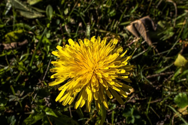 Close Blooming Yellow Dandelion Green Background — Stock Photo, Image