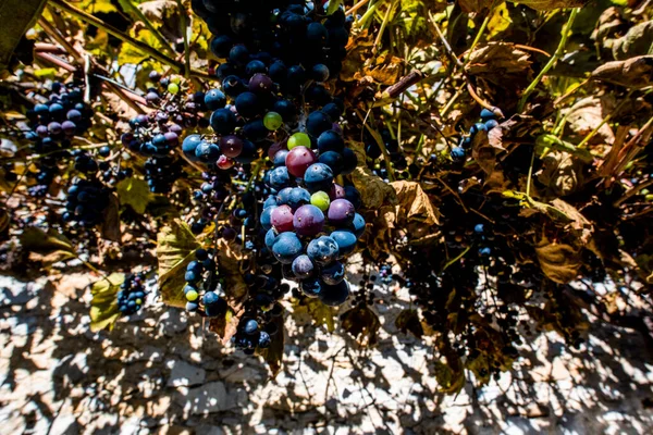 Close Purple Grape Stalk Ripening Branches Vine Bosco Tretto Schio — Stock Photo, Image