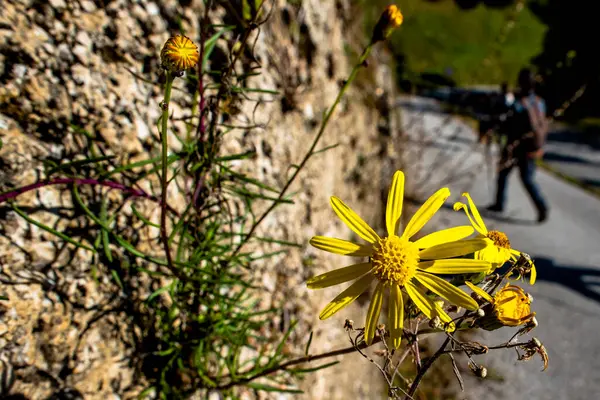 노란색 꽃잎이 이탈리아 보스코 비첸차 베네토 — 스톡 사진