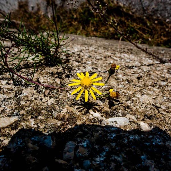 Nahaufnahme Einer Blume Mit Gelben Blütenblättern Bosco Tretto Schio Vicenza — Stockfoto