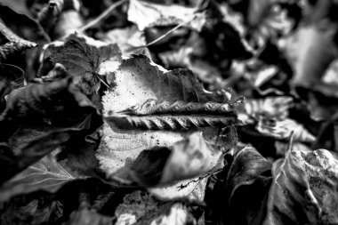 Pieve Bel Vicino Schio Vicenza İtalya 'da kurumuş sarı yaprak