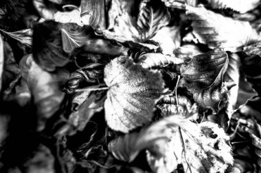 Pieve Bel Vicino Schio Vicenza İtalya 'da kurumuş sarı yaprak