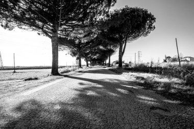 Asfalt yol Rovigo İtalya 'da Po nehrinde güneşli bir günde deniz çamlarıyla çevrili.