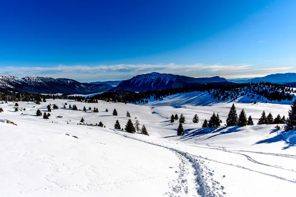 Nieve Pinos Nubes Montañas Alpes Cima Larici Asiago Vicenza Veneto — Foto de Stock