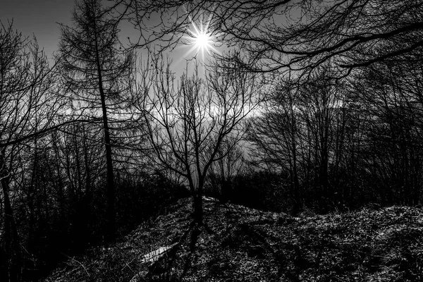 Slunce Podsvícení Mezi Větvemi Stromů Lesa Cima Marana Recoaro Vicenza — Stock fotografie