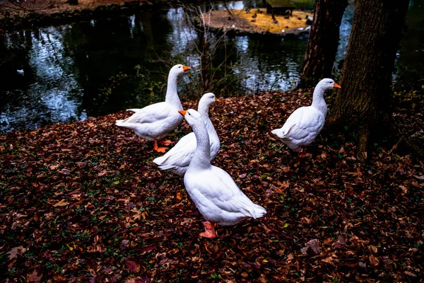 Cisnes Relajarse Borde Estanque Monza Lonbardia Italia — Foto de Stock