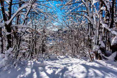Campogrosso çevresindeki ağaçlar ve dağların tepeleri arasında beyaz kar ve Recoaro Terim Vicenza Veneto İtalya 'da güneş ışınları.
