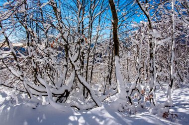 Campogrosso çevresindeki ağaçlar ve dağların tepeleri arasında beyaz kar ve Recoaro Terim Vicenza Veneto İtalya 'da güneş ışınları.