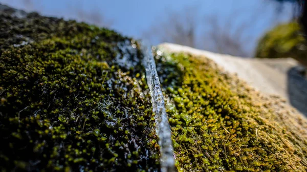 Close Trickle Water Shadow Sun Moss — Stock Photo, Image