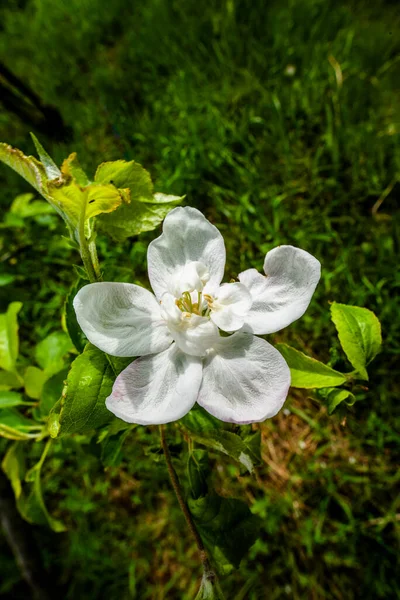 Close Philadelphus Coronarius Macro Photography White Flower Extreme Close Green — Photo