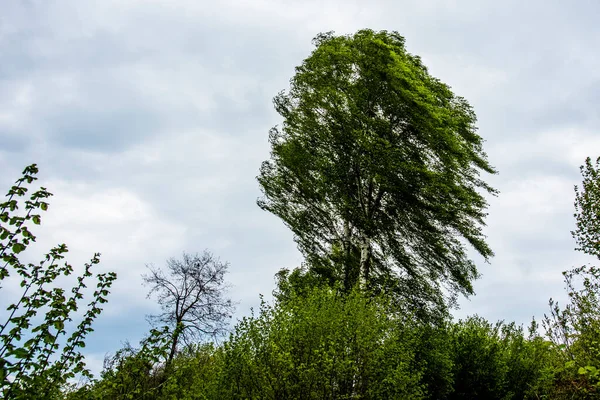 Pohon Dengan Daun Bertiup Dalam Angin Langit Berawan Angin Latar Stok Lukisan  