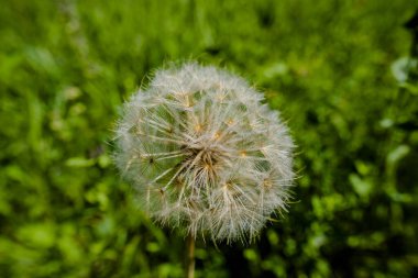 close up of a dandelion shower head on a green background with yellow flowers