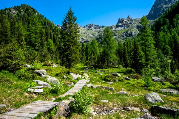 path between the green valleys of the Lagorai mountain range between pine and fir woods with blue sky and white clouds streams and alpine peaks granite valleys in the Lagorai in Trento Italy