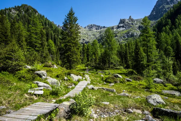 Weg Zwischen Den Grünen Tälern Des Lagorai Gebirges Zwischen Kiefern — Stockfoto