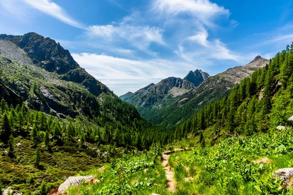 path between the green valleys of the Lagorai mountain range between pine and fir woods with blue sky and white clouds streams and alpine peaks granite valleys in the Lagorai in Trento Italy