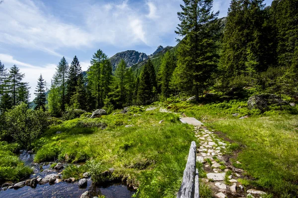 path between the green valleys of the Lagorai mountain range between pine and fir woods with blue sky and white clouds streams and alpine peaks granite valleys in the Lagorai in Trento Italy