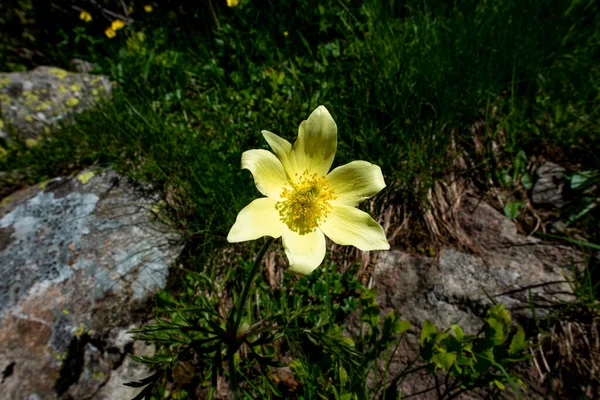 Zbliżenie Alpine Anemone Lagorai Trento Włochy — Zdjęcie stockowe