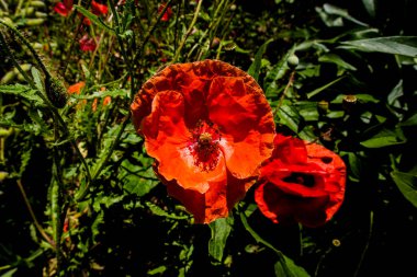 Papaver 'ın sahte doğusunu Levico Gölü yakınlarındaki yeşil yapraklar arasında kapatın.