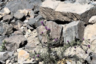Burdock çiçeği bir taş yığını arasında.