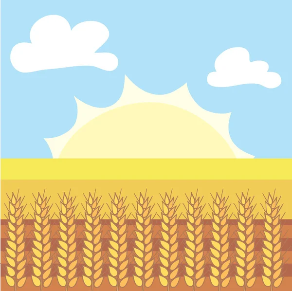 Wheat Field Sun Rising Background Blue Sky — Stock Vector