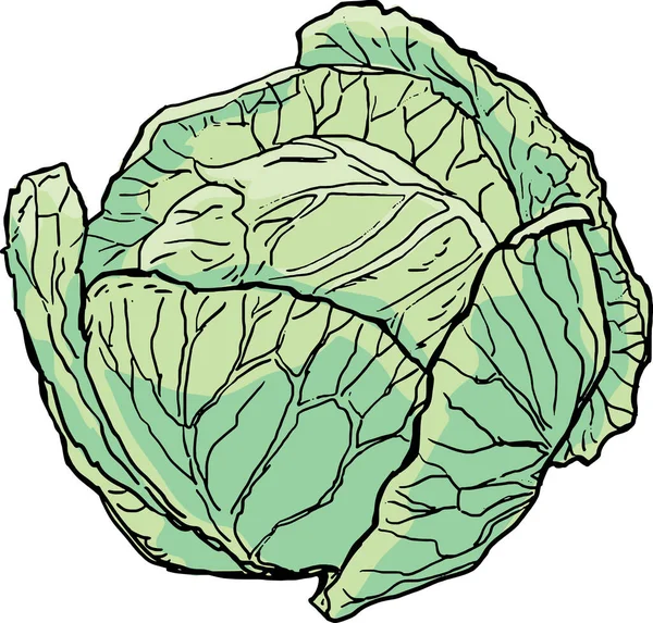 Illustration Cabbage Fresh Green Color — Stok Vektör