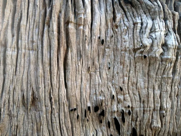 Details Trees Die Themselves Naturally Wood Grain Background — Stock Photo, Image