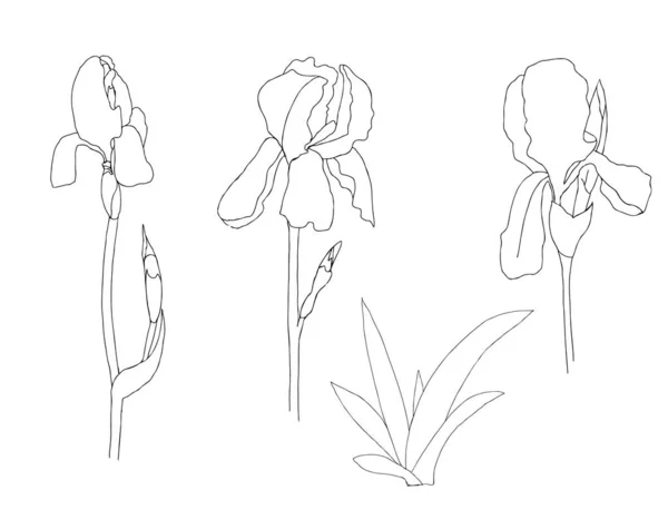 Iris Flower Line Art Sketch — стоковий вектор