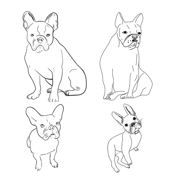 Fransız buldogları, buldog çizgileri..